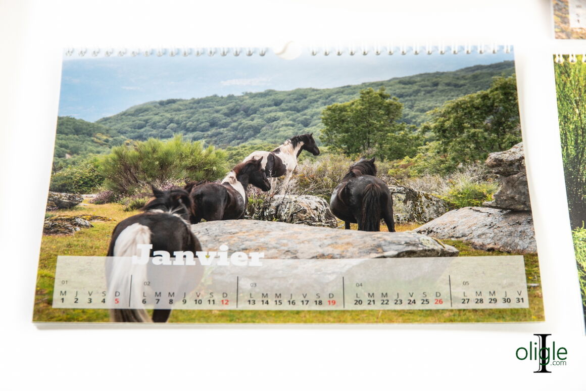 calendrier pottok